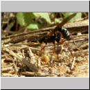 Coleocentrus excitator - Schlupfwespe 14.jpg